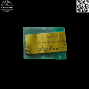 Bodhi Seeds Kailash (Chem D x Snow Lotus) 11 Regular Seeds