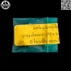 Bodhi Seeds Kinky Temple (Ray Davies C99 x Temple) 11 Regular Seeds