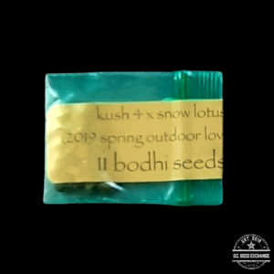 Bodhi Seeds Kush 4 x Snow Lotus 11 Regular Seeds