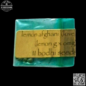 Bodhi Seeds Lemon Afghani (Lemon G x Old Mother Ghani) 11 Regular Seeds