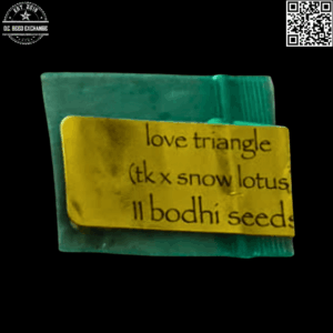Bodhi Seeds Love Triangle F1 (Triangle Kush x Snow Lotus) 11 Regular Seeds