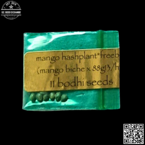 Bodhi Seeds Mango Hashplant (Mango Biche x 88g13/hp) 11 Regular Seeds