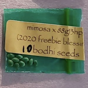 Bodhi Seeds Mimosa x 88g13hp 10 Regular Seeds
