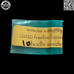 Bodhi Seeds Mimosa x 88g13/HP 10 Regular Seeds