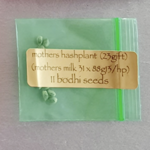 Bodhi Seeds Mothers Hashplant 11 Regular Seeds