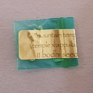 Bodhi Seeds Mountain Temple 11 Regular Seeds