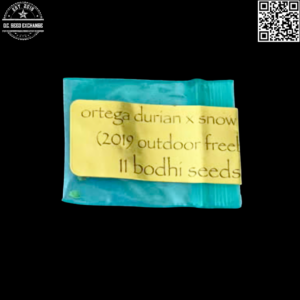 Bodhi Seeds Ortega Durian X Snow Lotus 11 Regular Seeds