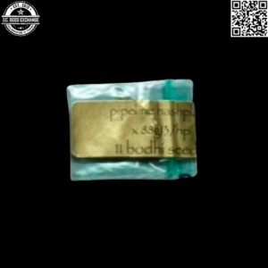 Bodhi Seeds Pipeline Hashplant x 88g13/hp 11 Regular Seeds