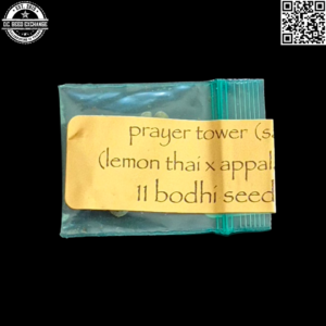 Bodhi Seeds Prayer Tower Sativa (Lemon Thai x Appalachia) 11 Regular Seeds