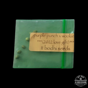 Bodhi Seeds Purple Punch x Wookie 15 11 Regular Seeds