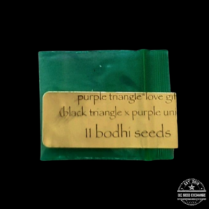 Bodhi Seeds Purple Triangle F1 (Black Triangle x Purple Unicorn) 11 Regular Seeds