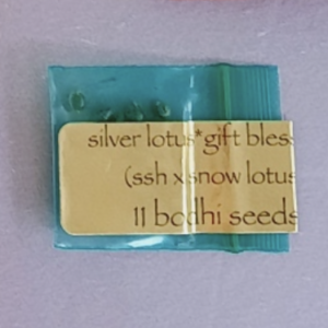 Bodhi Seeds Silver Lotus 11 Regular Seeds