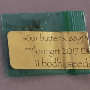 Bodhi Seeds Sour Butter x 88g13/HP F1 11 Regular Seeds