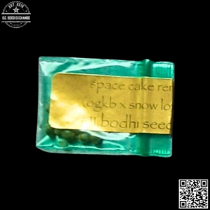 Bodhi Seeds' Space Cake Remix (OGKB x Snow Lotus) 11 Regular Seeds