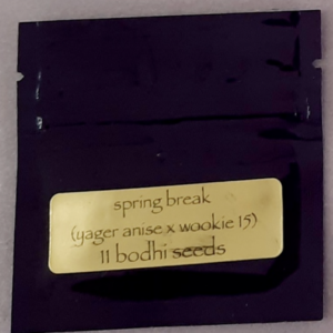 Bodhi Seeds Spring Break 11 Regular Seeds
