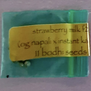 Bodhi Seeds Strawberry Milk F2 11 Regular Seeds