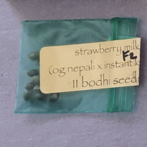 Bodhi Seeds Strawberry Milk F2 11 Regular Seeds