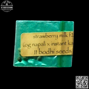 Bodhi Seeds Strawberry Milk F2 11 Regular Seeds