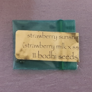 Bodhi Seeds Strawberry Sunshine 11 Regular Seeds
