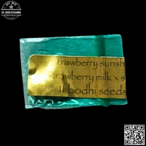 Bodhi Seeds Strawberry Sunshine (Strawberry Milk x Sunshine Daydream) 11 Regular Seeds