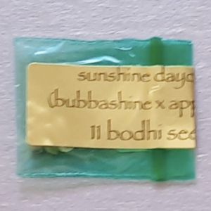 Bodhi Seeds Sunshine Daydream 11 Regular Seeds