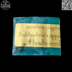 Bodhi Seeds Sunshine Daydream F1 (Bubbashine x Appalachia) 11 Regular Seeds