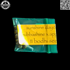 Bodhi Seeds Sunshine Daydream (Bubbashine x Appalachia) 11 Regular Seeds