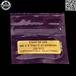 Bodhi Seeds Supernatural Selections 021 Staff of Life (Northern Lights 2 x Thai x Artifact 1 Afghan) 11 Regular Seeds