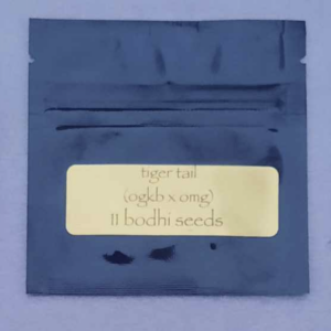 Bodhi Seeds Tiger Tail F1 11 Regular Seeds