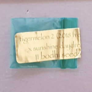 Bodhi Seeds Tigermelon 2 x Sunshine Daydream 11 Regular Seeds