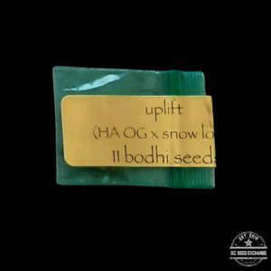Bodhi Seeds Uplift F1 (Hells Angel OG x Snow Lotus) 11 Regular Seeds