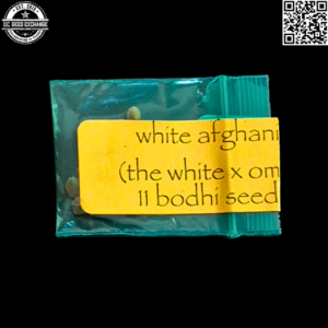 Bodhi Seeds White Afghani (The White x Old Mother Ghani [OMG]) 11 Regular Seeds