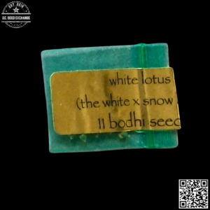 Bodhi Seeds White Lotus (The White x Snow Lotus) 11 Regular Seeds