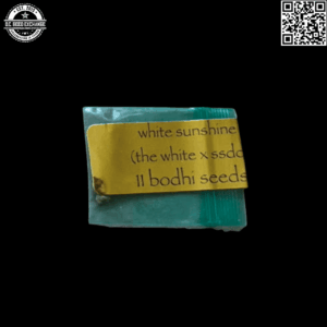 Bodhi Seeds White Sunshine (The White x Sunshine Daydream) 11 Regular Seeds