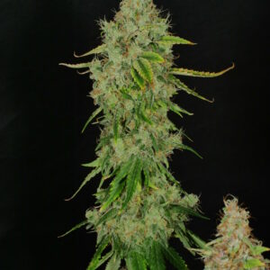 Boston Cream Donut (Vanilla Cream x Prayer Pupil x [Star Pupil x Prayer Tower Sativa]) 13 Regular Seeds