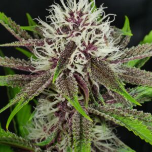 Boston Cream Pie (Vanilla Cream x PuTang) 7 Limited Edition Feminized Seeds