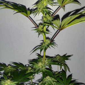 Brass Monkey F1 (Banana OG x Chemdog D/98 Bubba Kush) 7 Feminized Seeds
