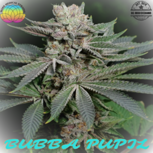 Bubba Pupil F1 (Pre 98 Bubba Kush x Star Pupil) 7 Feminized Seeds