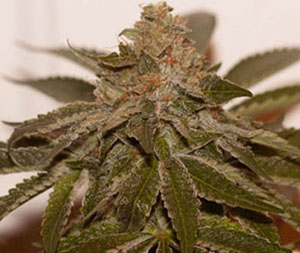 Bubba’s Breath (OGKB 2.0 x Pre-98 Bubba Kush) 6 Feminized Seeds