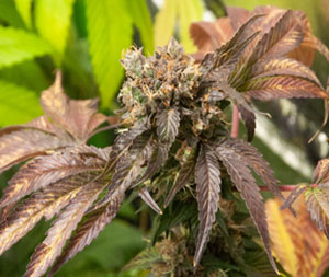 Bubba’s Sis (ChemSis x Pre-98 Bubba Kush) 6 Feminized Seeds