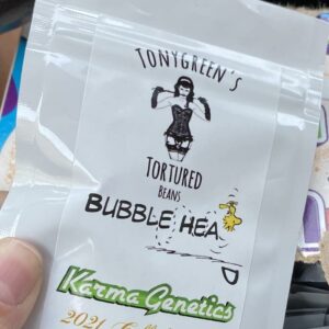 Bubblehead (Headbanger x Gorilla Bubble Bx5) 10 Feminized Seeds