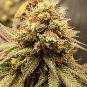 Bueller F4 20 Regular Seeds