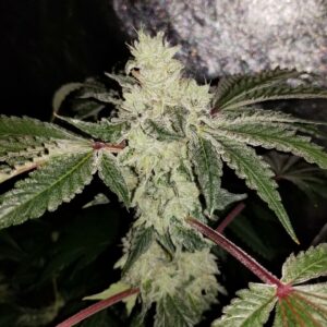Burnie MAC x LA Pure Kush F1 7 Feminized Seeds