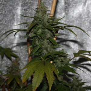 Burnout Skunk S1 (Burnout Skunk x Burnout Skunk) 12 Feminized Seeds