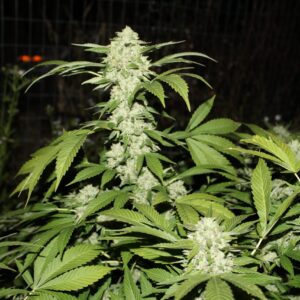 Burnout Triangle F1 10 Feminized Seeds