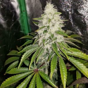 Chemdog "D" x LA Pure Kush F1 7 Feminized Seeds