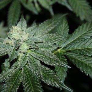 Chem Killerz (Chemdog 91 x Skunk Killerz) 12 Feminized Seeds