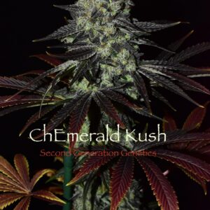 ChEmerald Kush F1 (Chem 4 x Cocoa Kush) 13 Regular Seeds