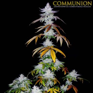 Communion S1 6 Feminized Seeds