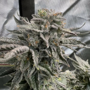 Callandor F1 (Gelato 45 x Platinum Kush) 6 Feminized Seeds